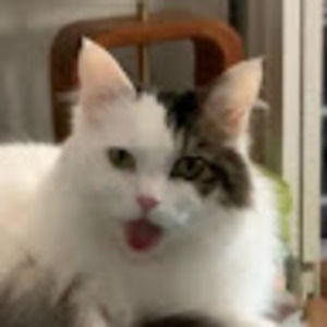 Meet your Posher, Cara